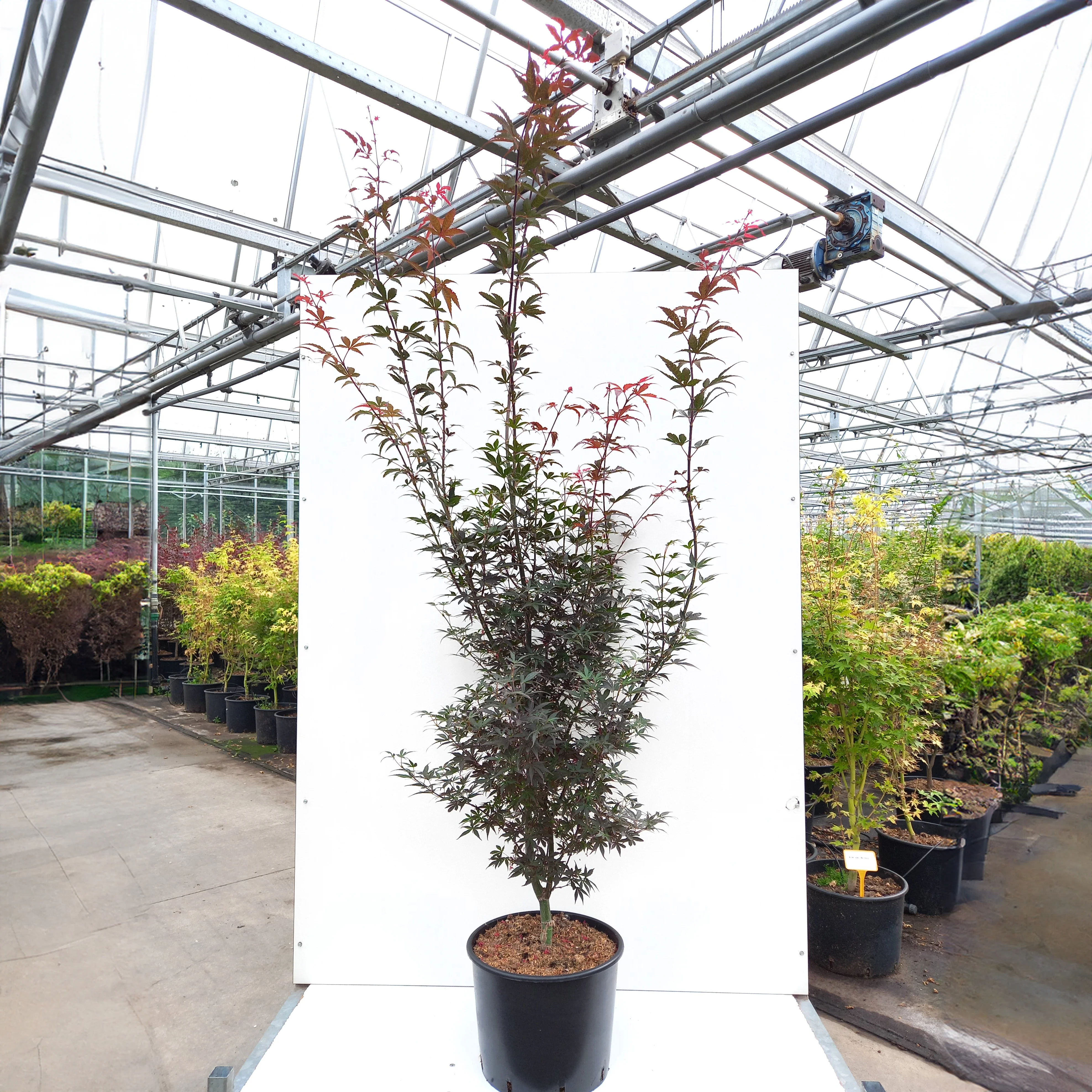 Acer palmatum 'Skeeter's Broom' Tree - Image 7