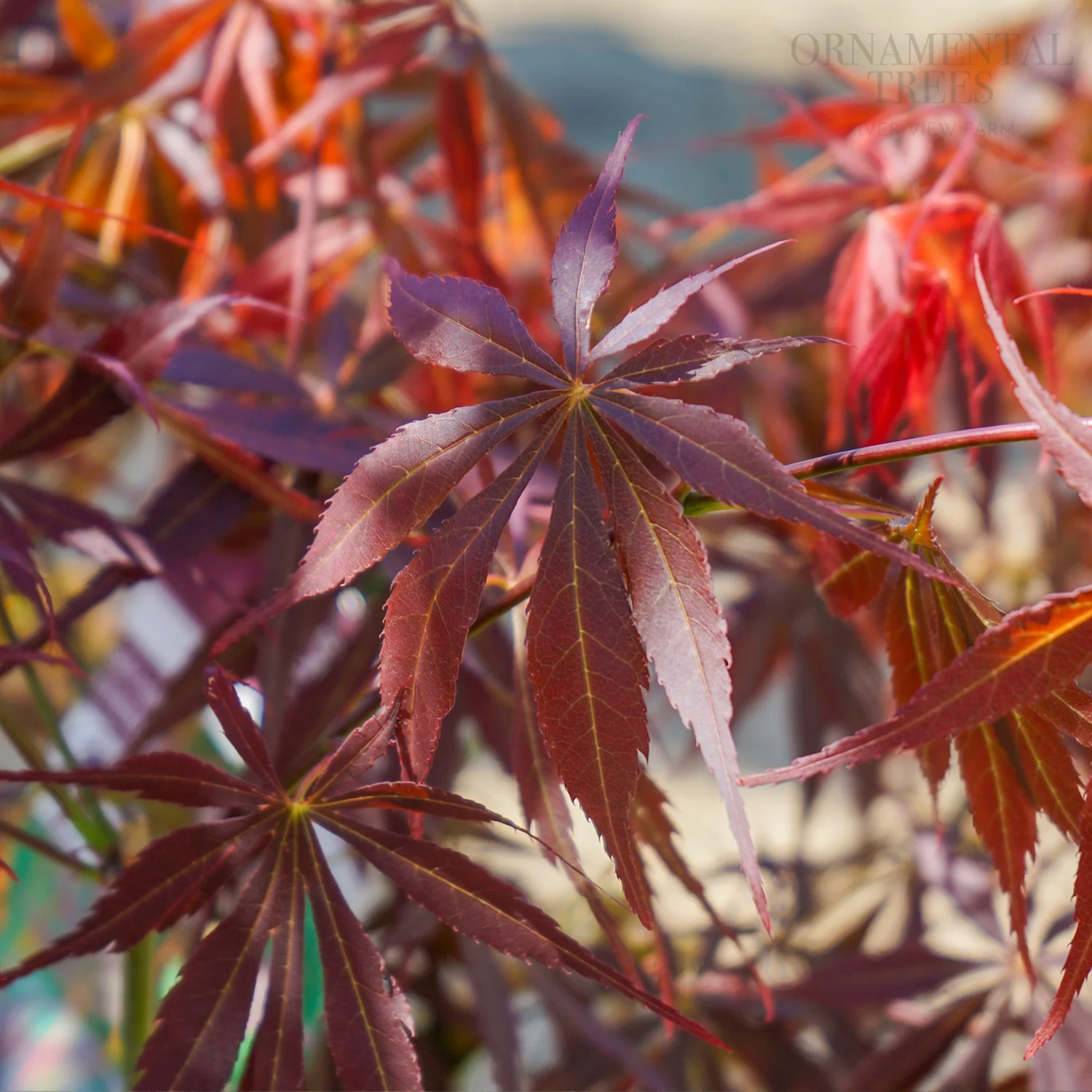 Acer palmatum 'Suminagashi' Tree - Image 3