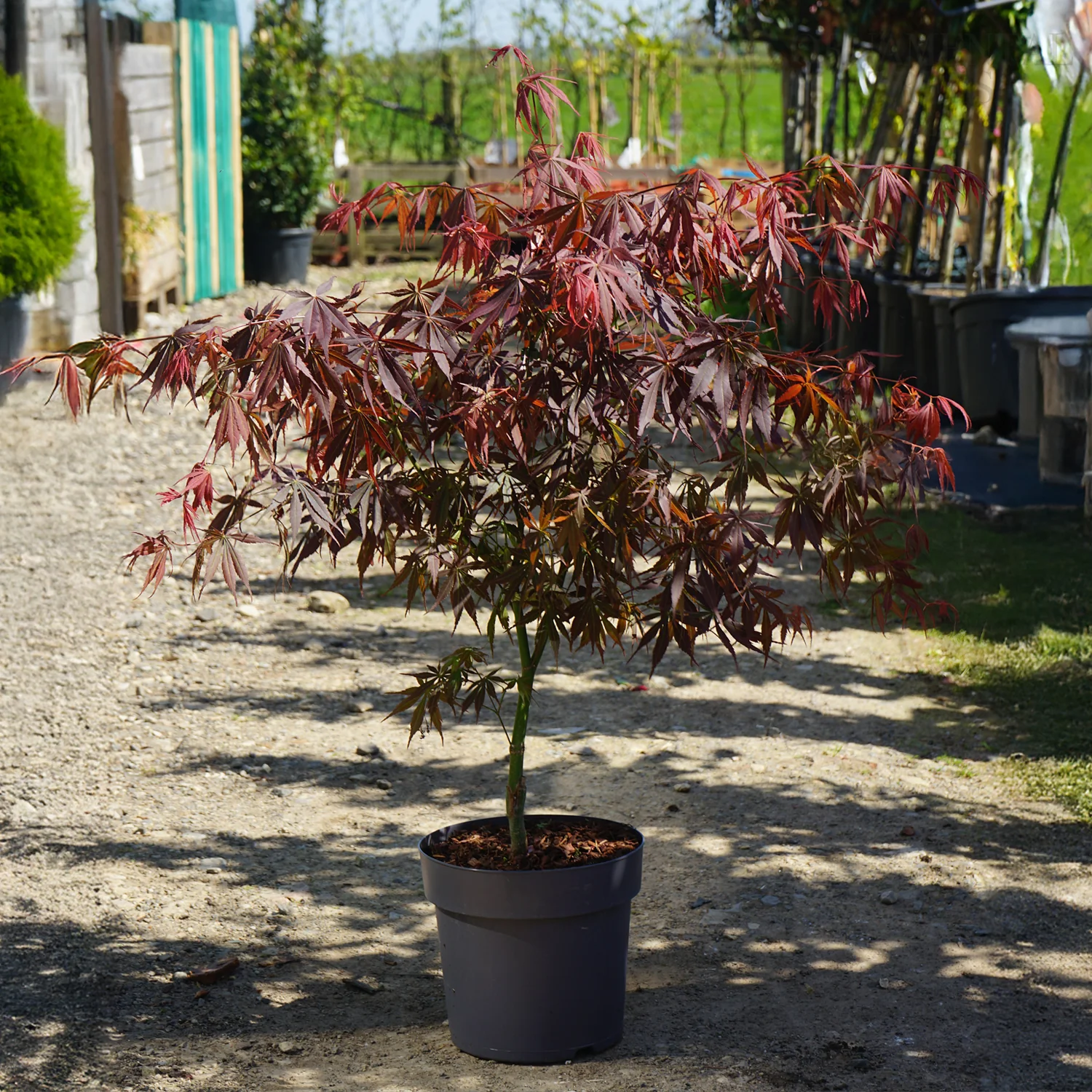Acer palmatum 'Suminagashi' Tree - Image 4