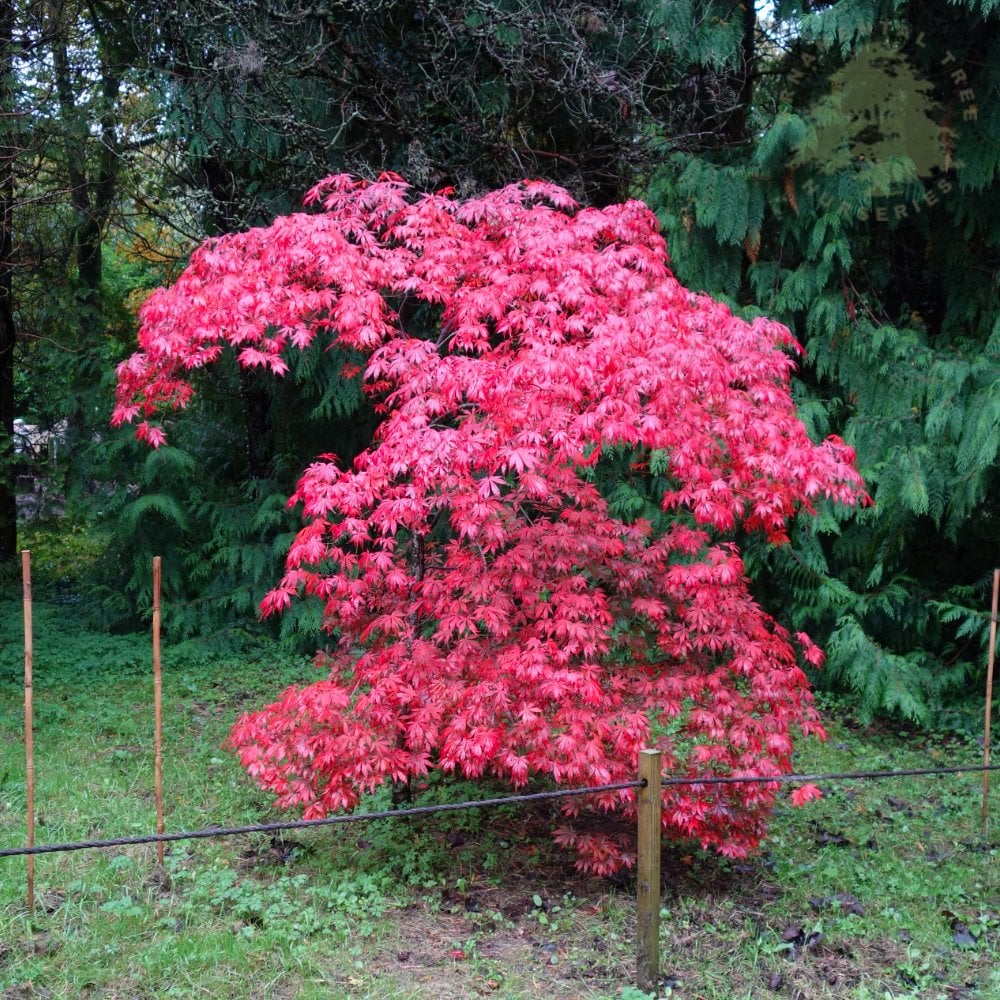 Acer palmatum 'Suminagashi' Tree - Image 5
