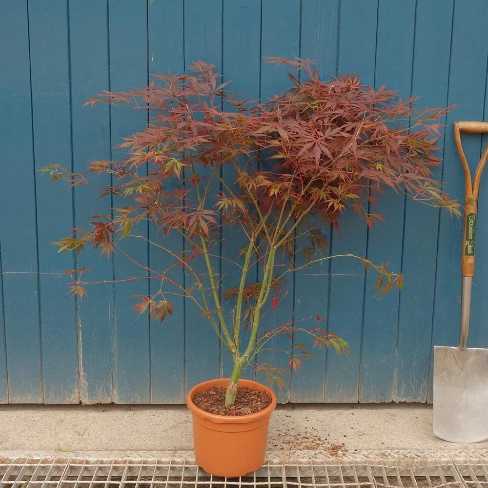 Acer palmatum 'Suminagashi' Tree - Image 6