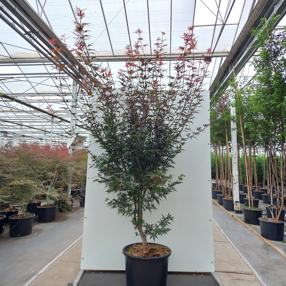 Acer palmatum 'Suminagashi' Tree - Image 7