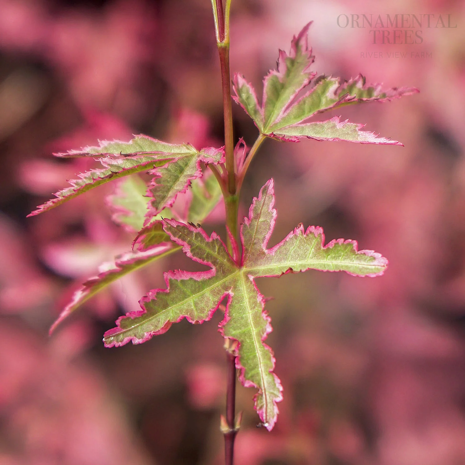 Acer palmatum 'Taylor'