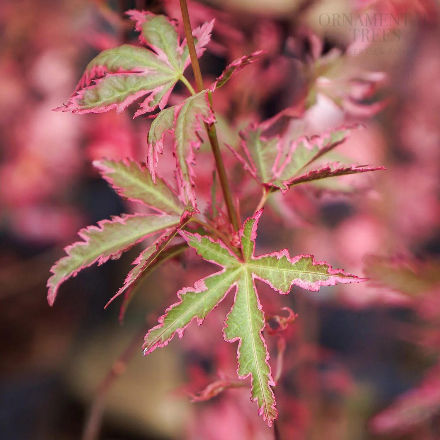 Acer palmatum 'Taylor' - Image 2