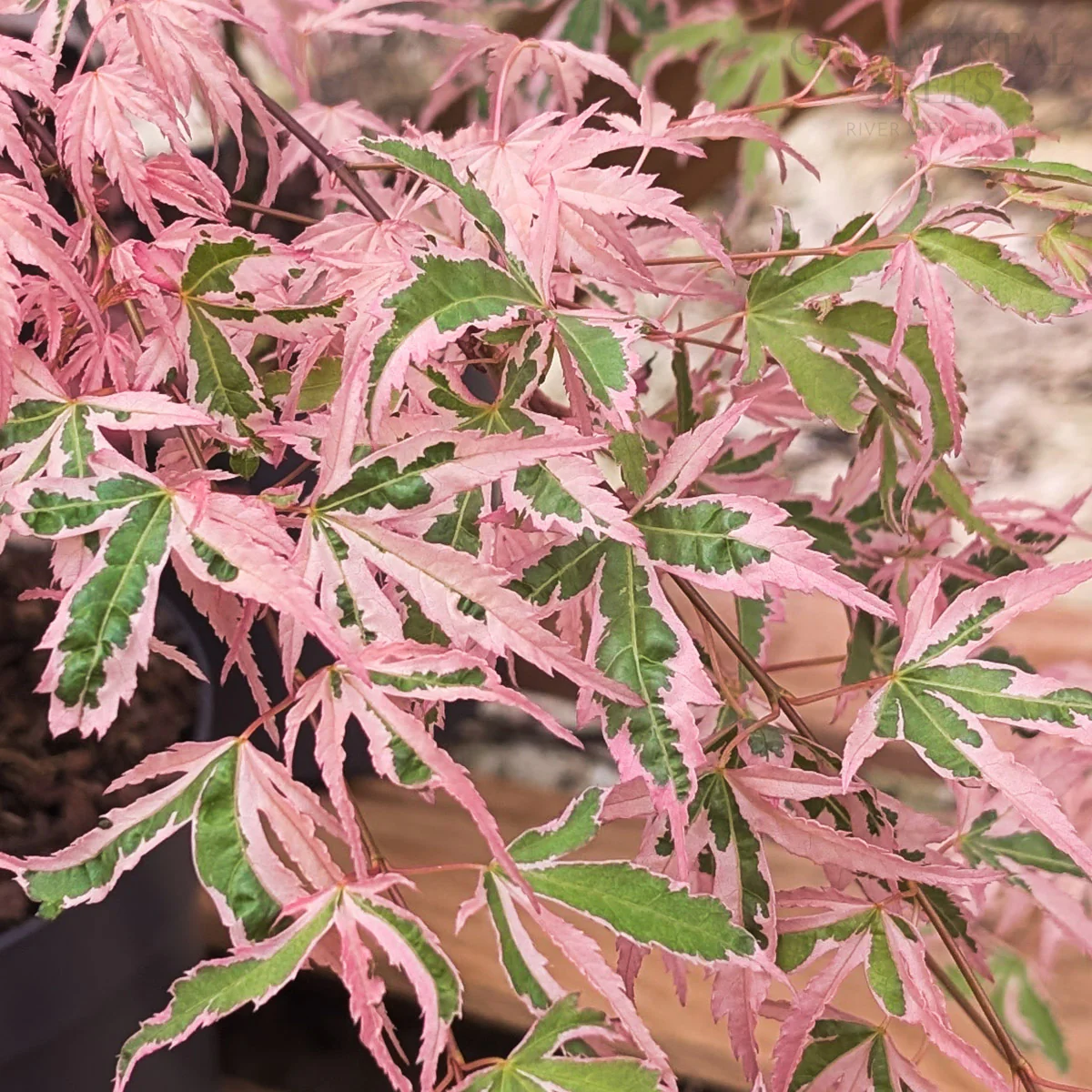 Acer palmatum 'Taylor' - Image 3