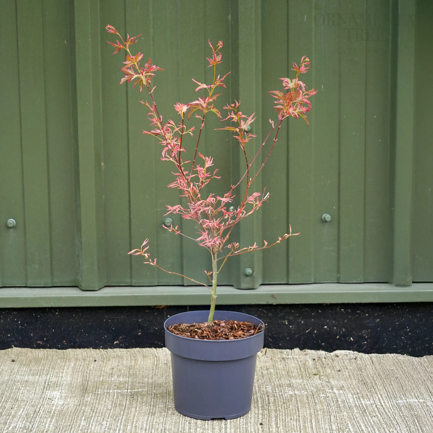 Acer palmatum 'Taylor' - Image 4