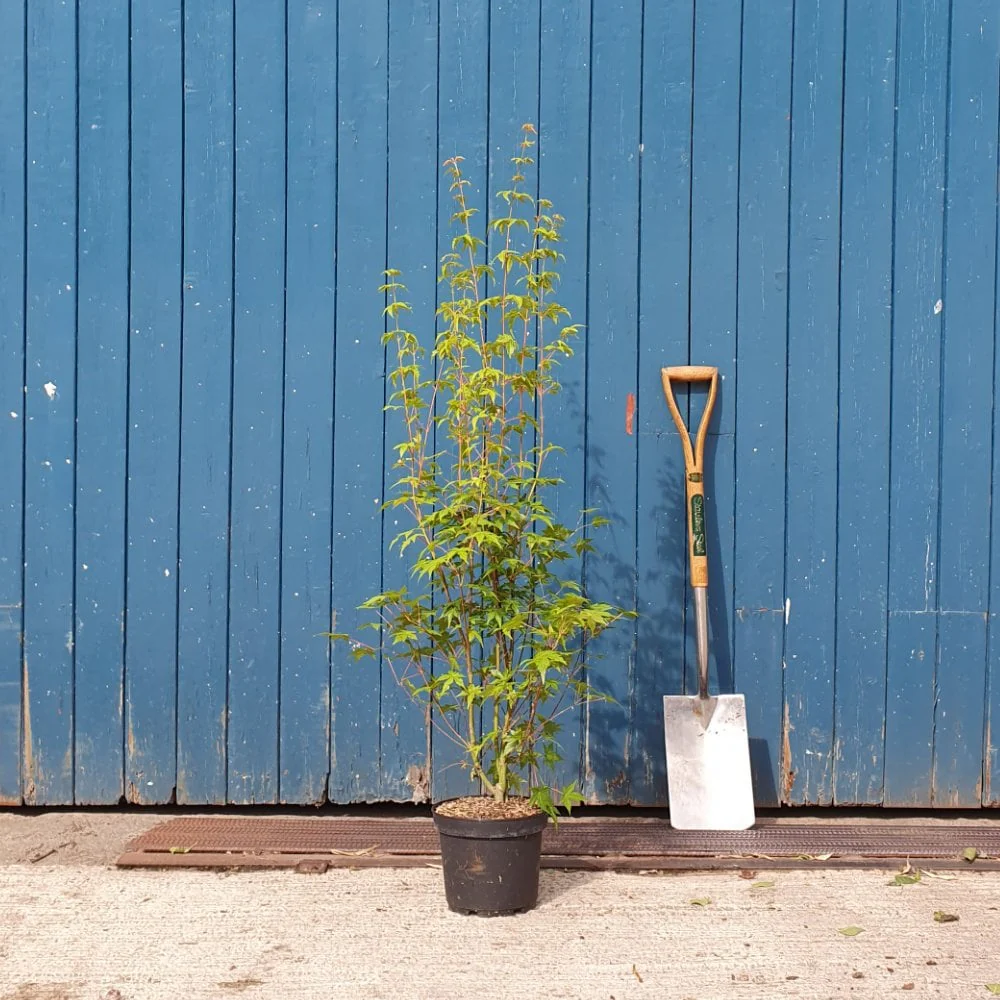 Acer palmatum Tree - Image 3