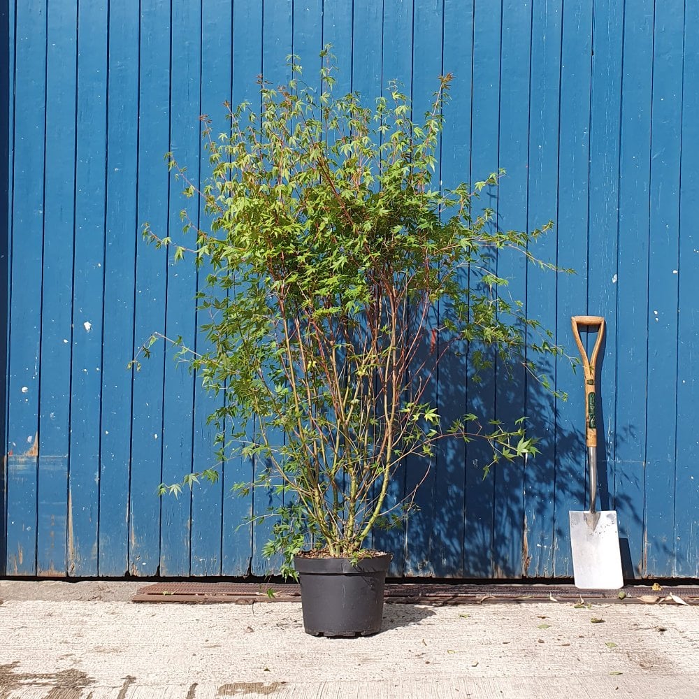 Acer palmatum Tree - Image 4