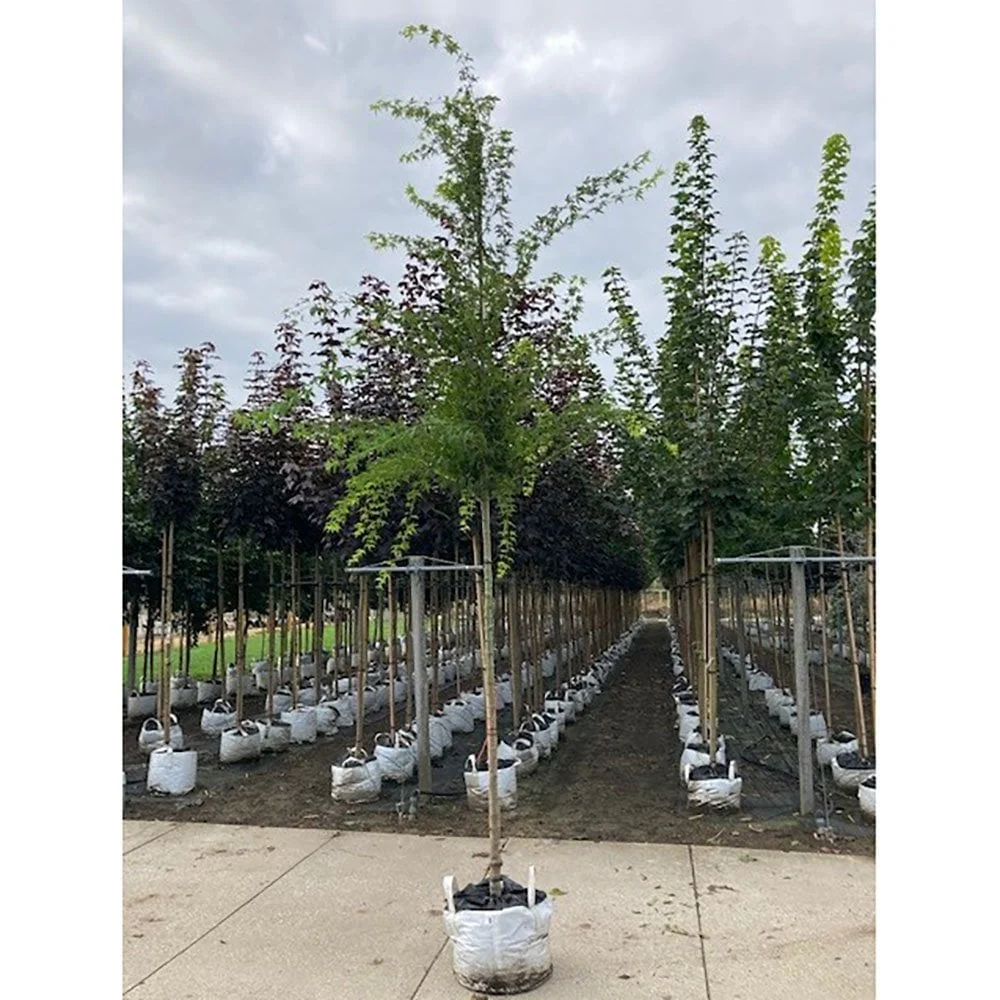 Acer palmatum Tree - Image 5