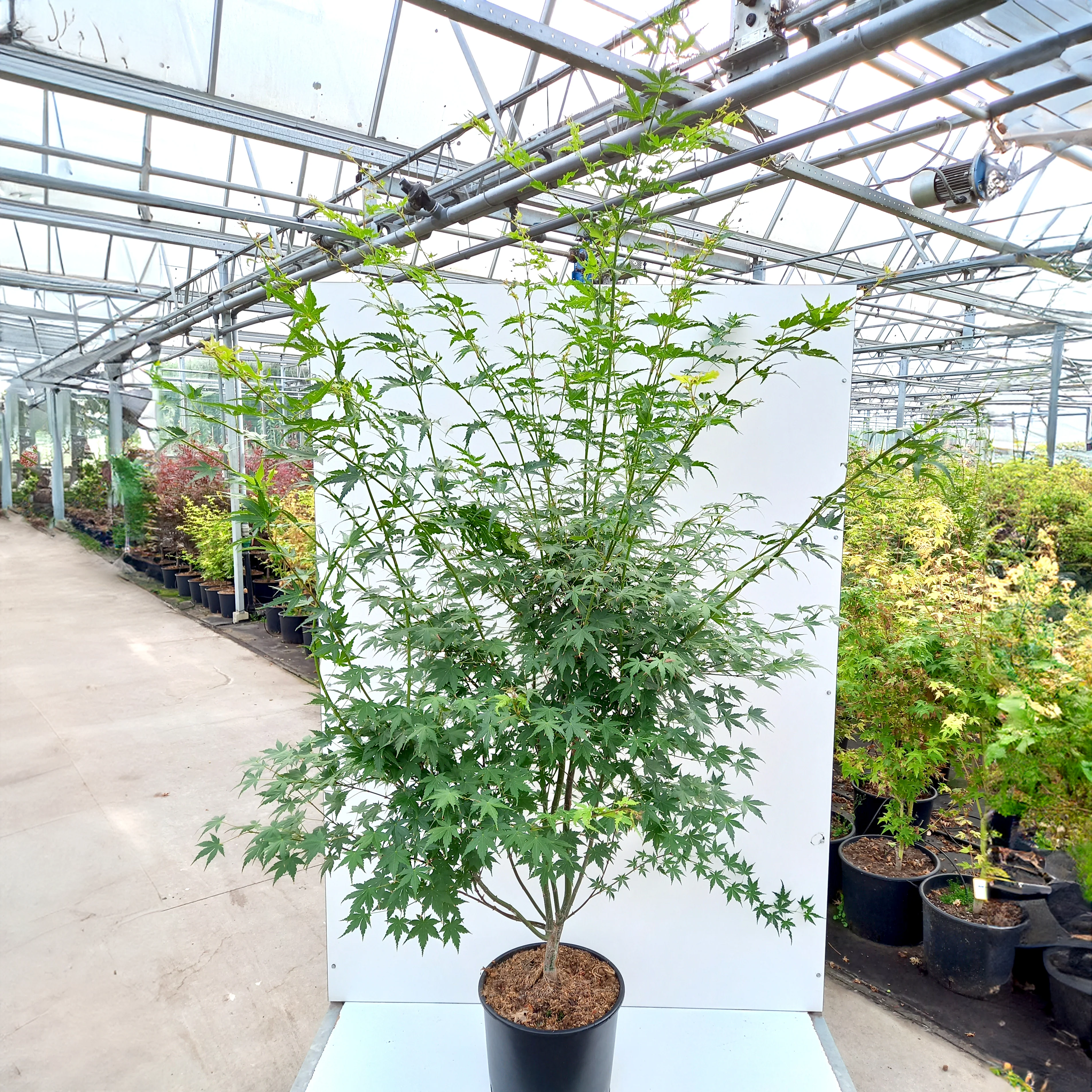 Acer palmatum Tree - Image 7