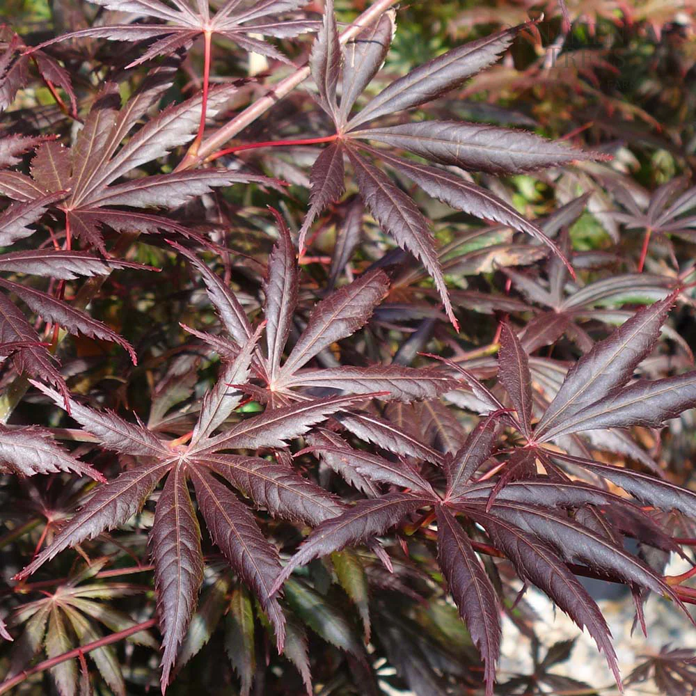 Acer palmatum 'Trompenburg' Tree