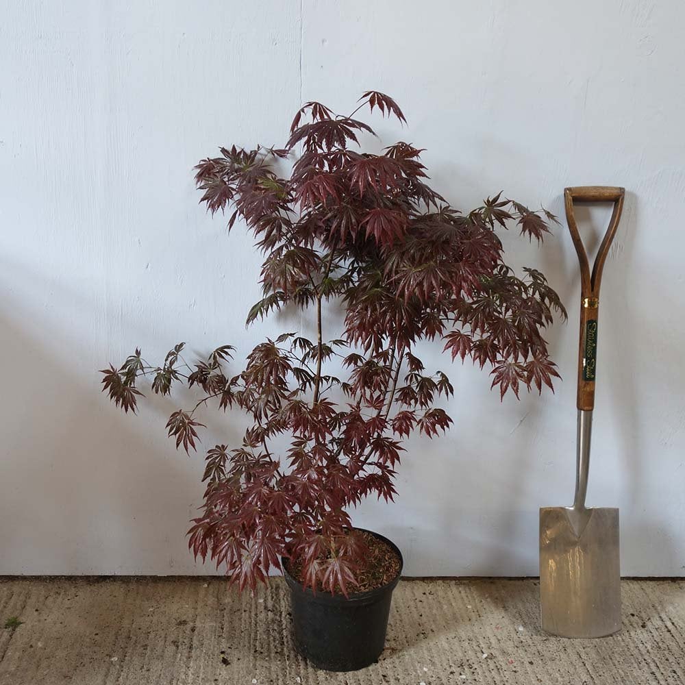 Acer palmatum 'Trompenburg' Tree - Image 3