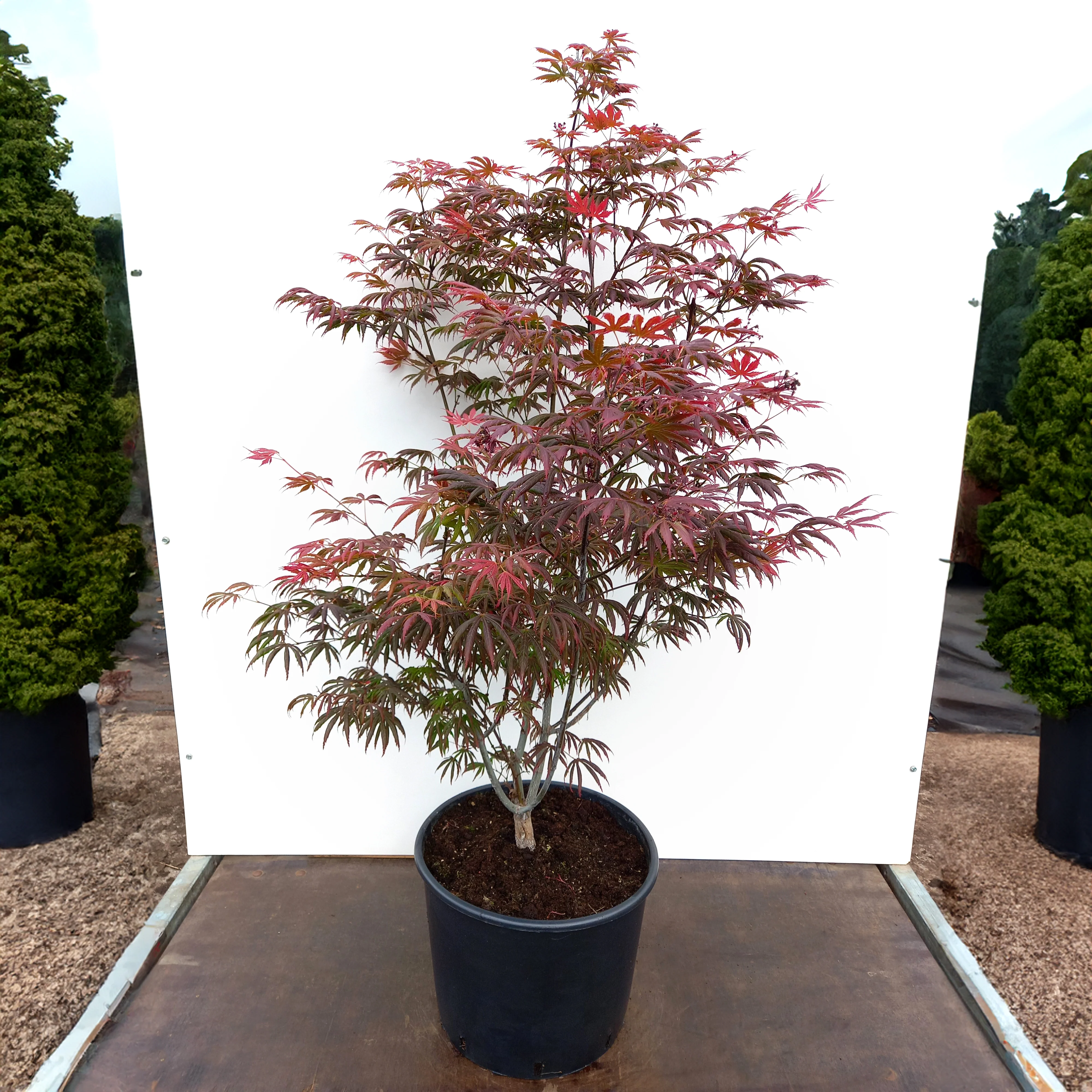 Acer palmatum 'Trompenburg' Tree - Image 4