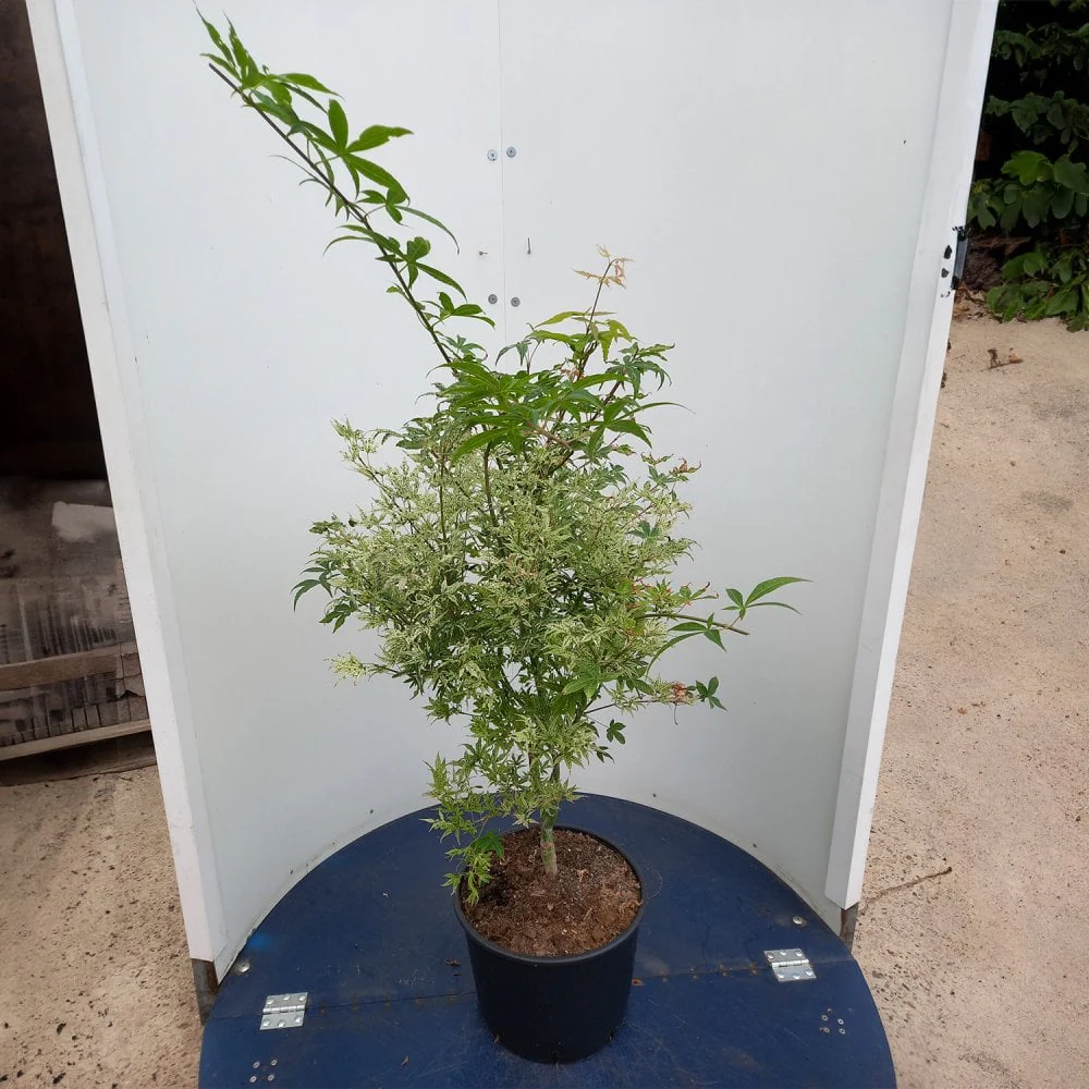 Acer palmatum 'Uki-gumo' - Image 3