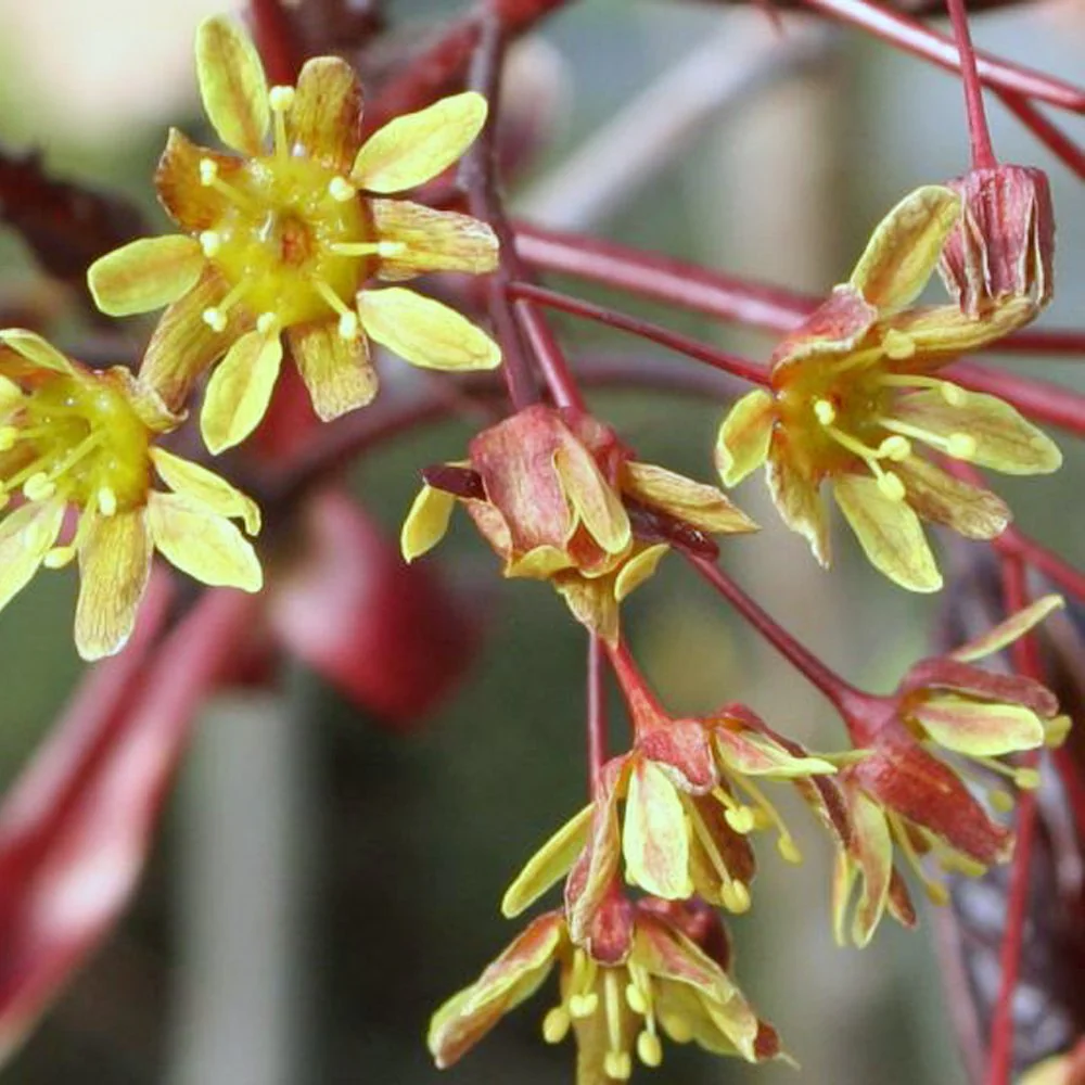 Acer platanoides 'Crimson King' Tree - Image 3