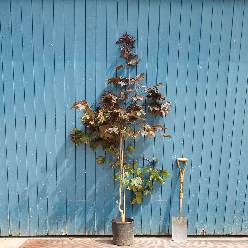 Acer platanoides 'Crimson King' Tree - Image 4
