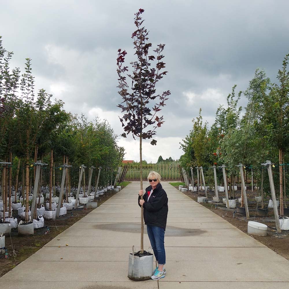 Acer platanoides 'Crimson King' Tree - Image 5