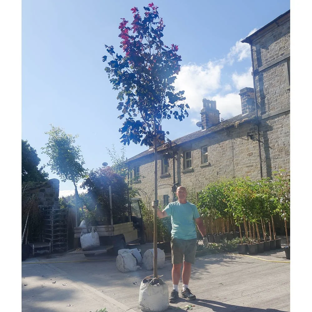 Acer platanoides 'Crimson King' Tree - Image 7