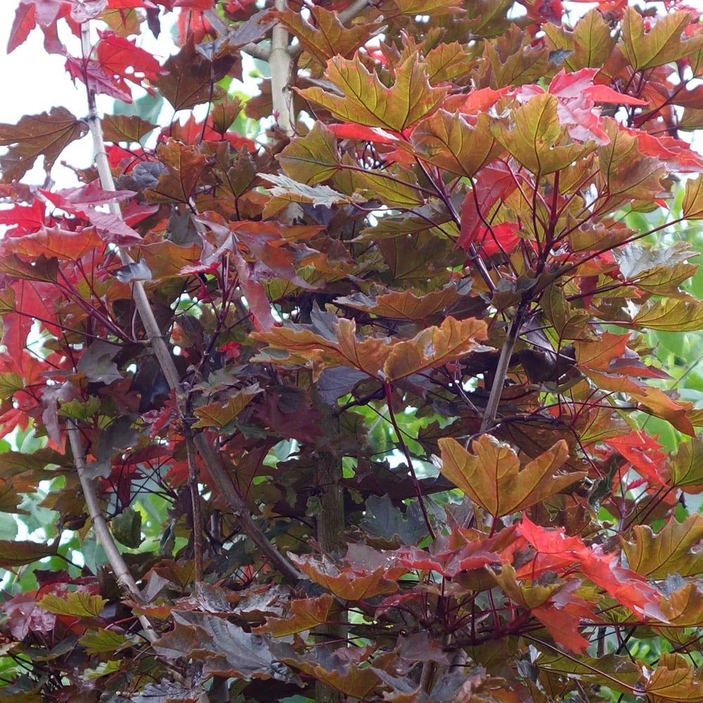 Acer platanoides 'Crimson Sentry' Tree - Image 4