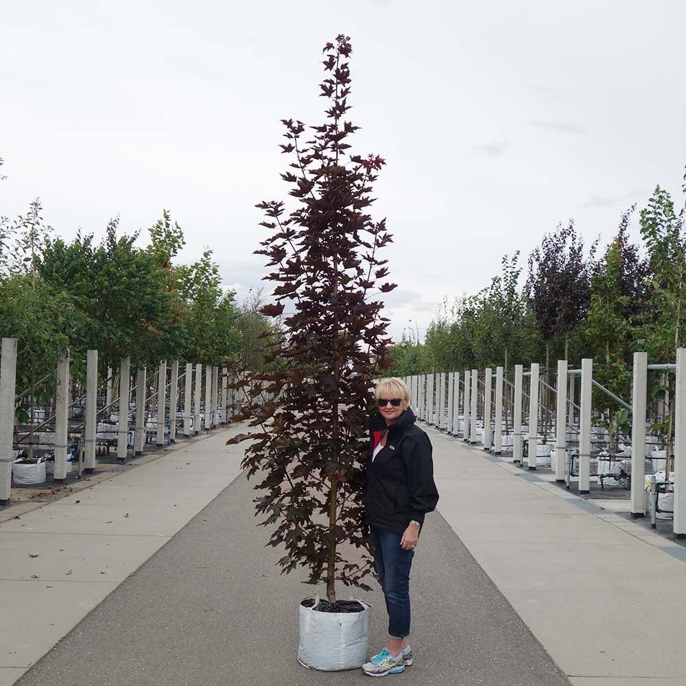 Acer platanoides 'Crimson Sentry' Tree - Image 7
