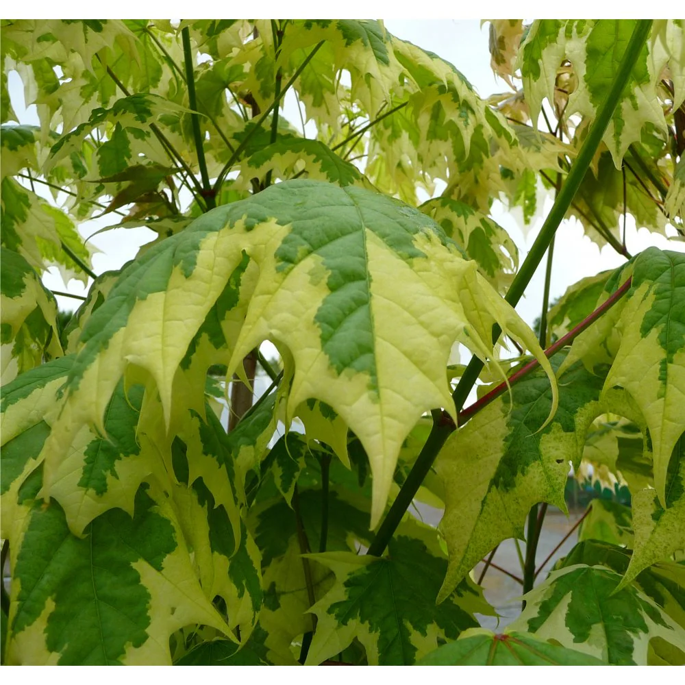 Acer platanoides 'Drummondii' Tree - Image 3