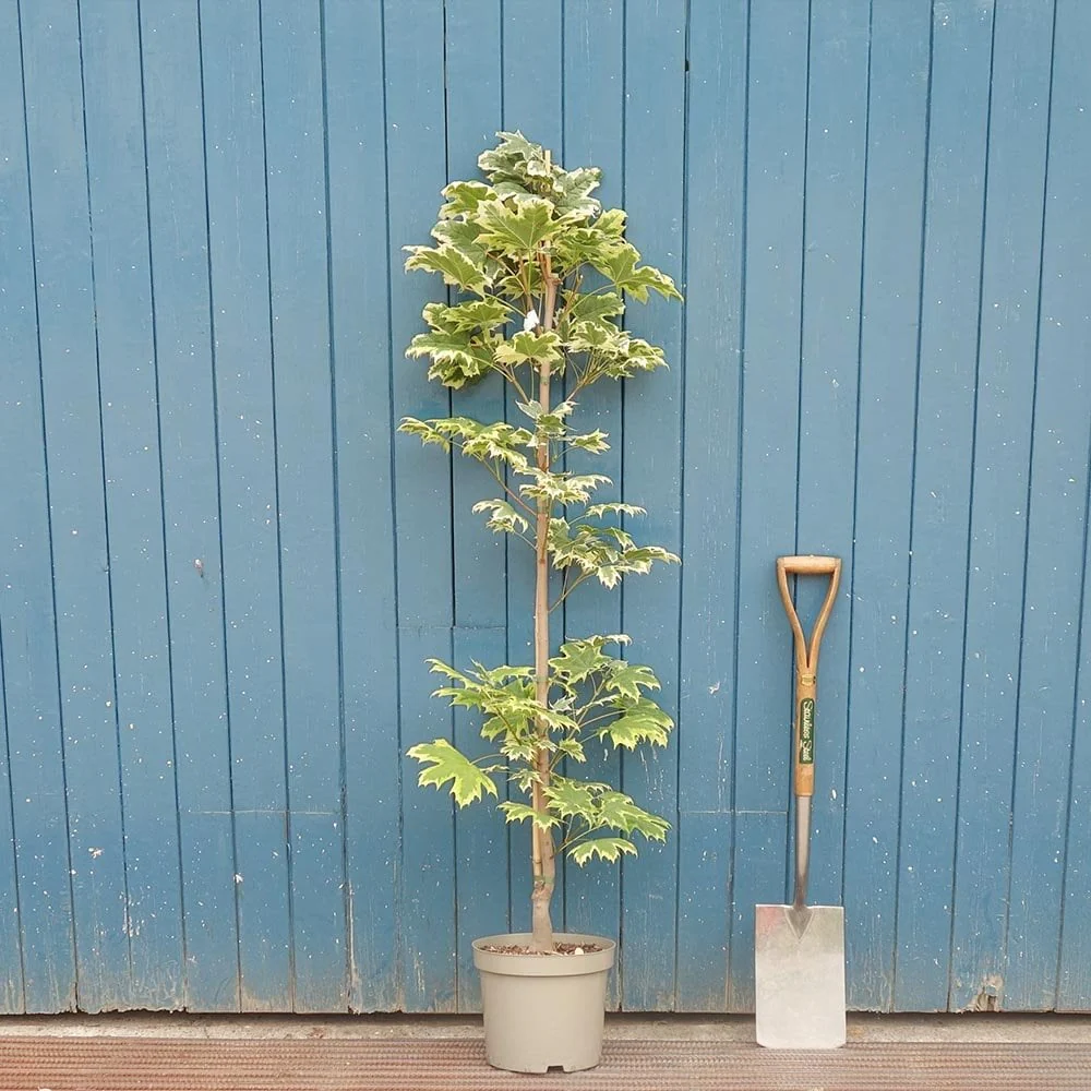 Acer platanoides 'Drummondii' Tree - Image 4
