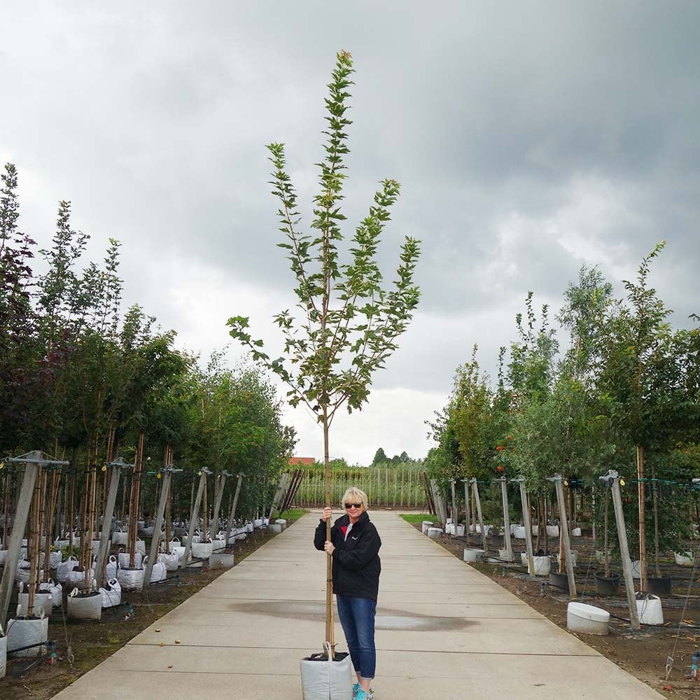 Acer platanoides 'Drummondii' Tree - Image 5