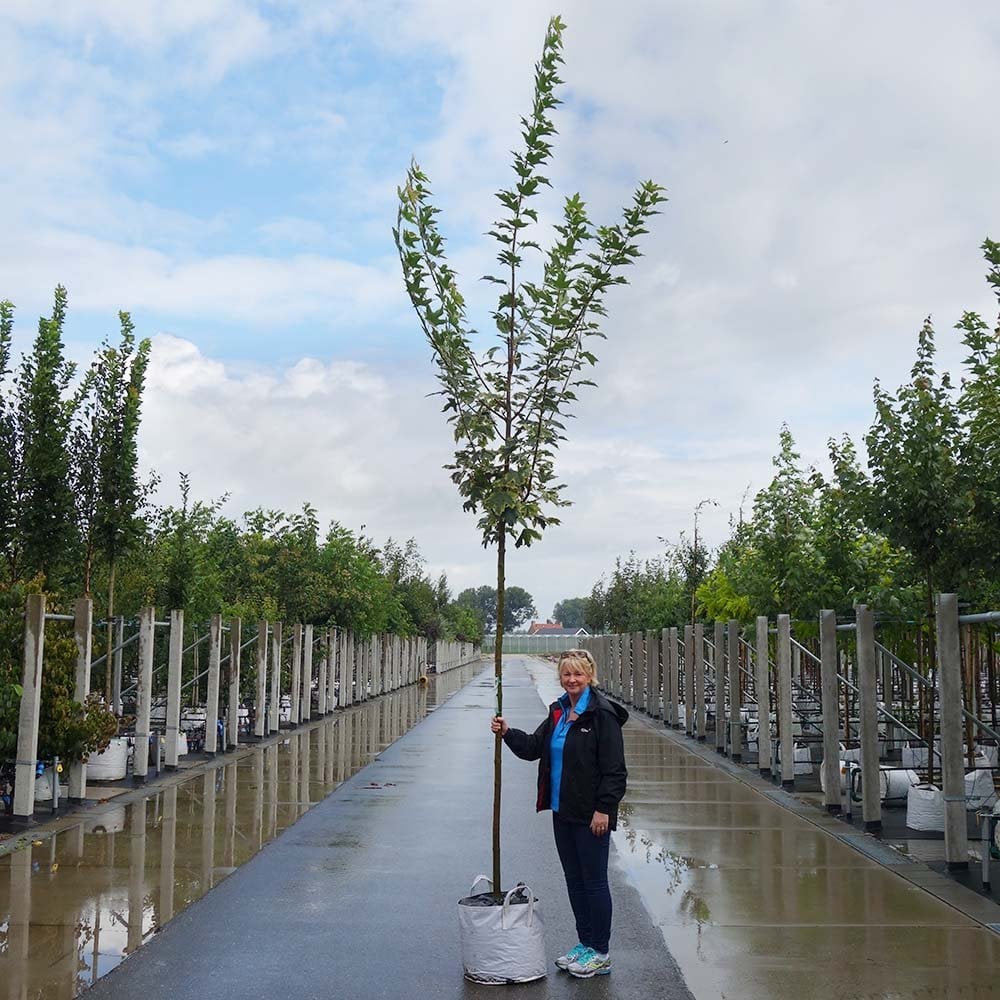 Acer platanoides 'Drummondii' Tree - Image 6