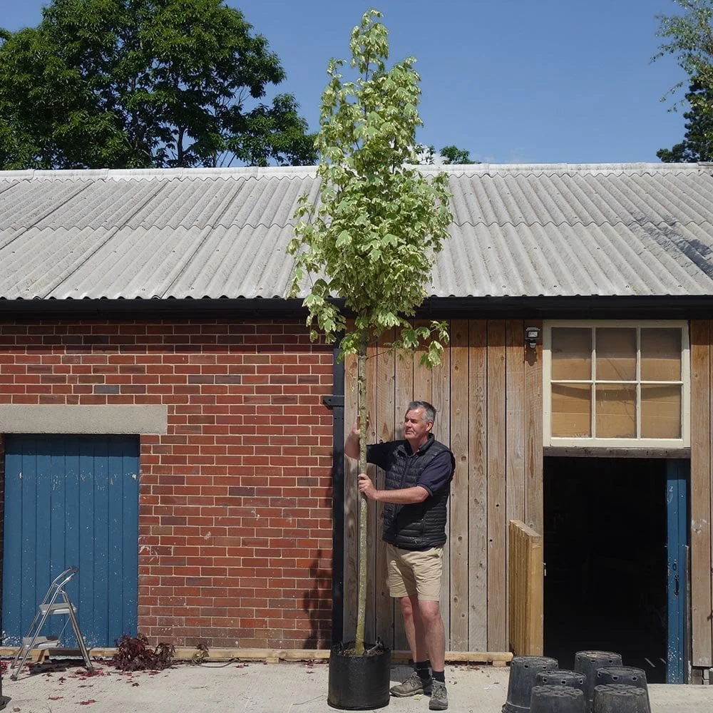Acer platanoides 'Drummondii' Tree - Image 7