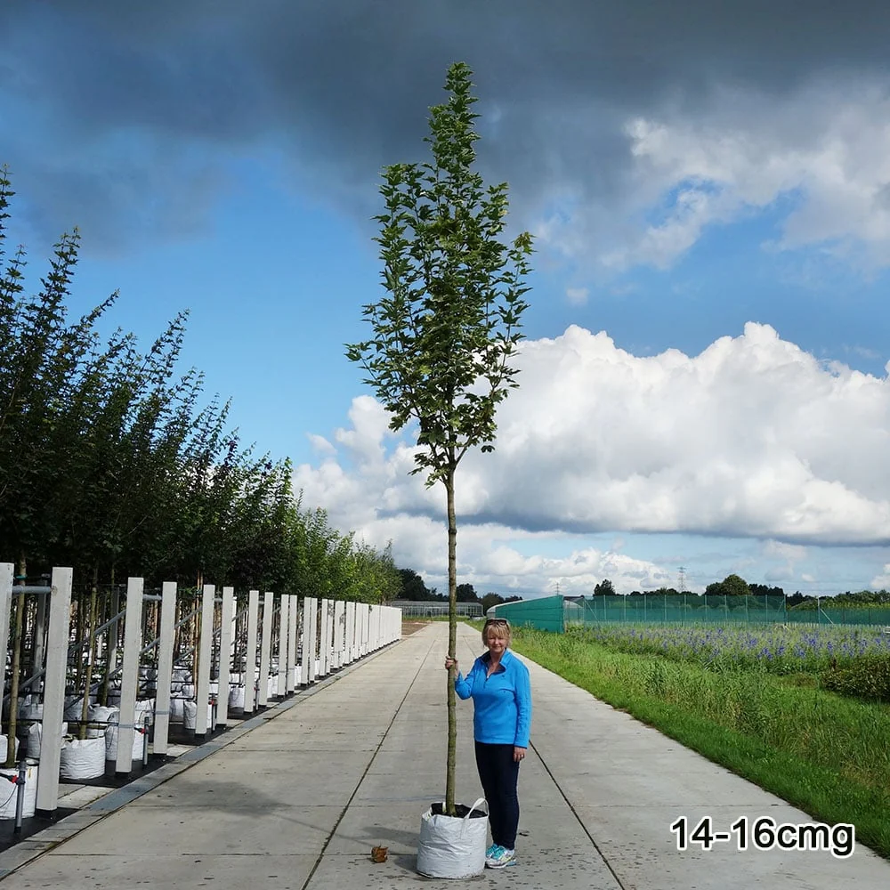 Acer platanoides 'Drummondii' Tree - Image 8