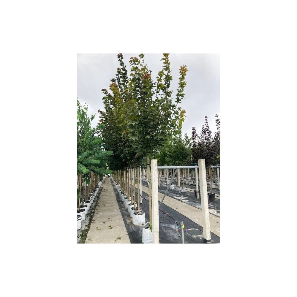 Acer platanoides 'Fairview' Tree - Image 3
