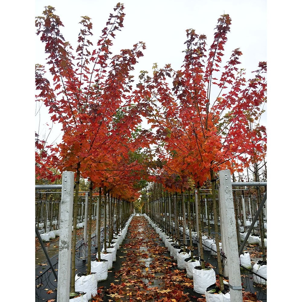 Acer platanoides 'Pacific Sunset' Tree - Image 5