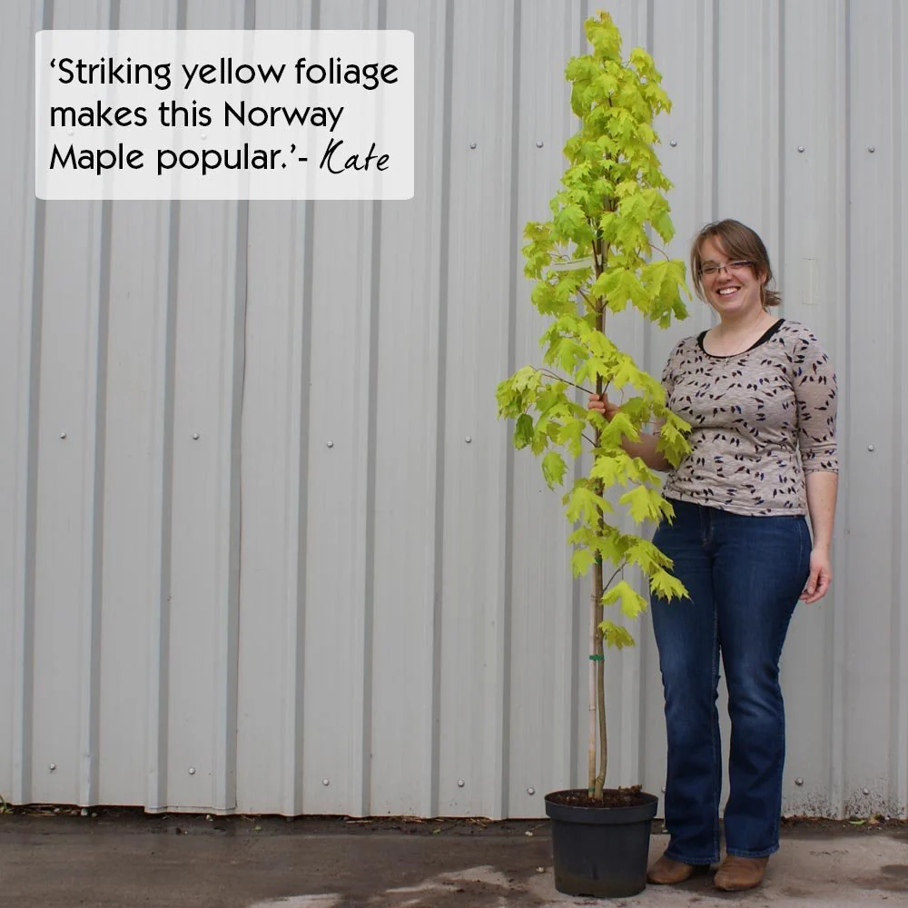 Acer platanoides Princeton Gold Tree - Image 5