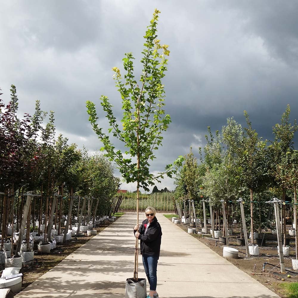 Acer platanoides Princeton Gold Tree - Image 8