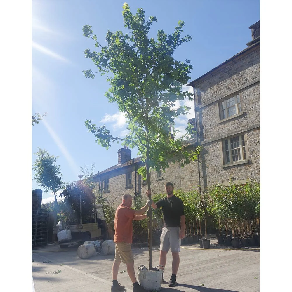 Acer platanoides Princeton Gold Tree - Image 9