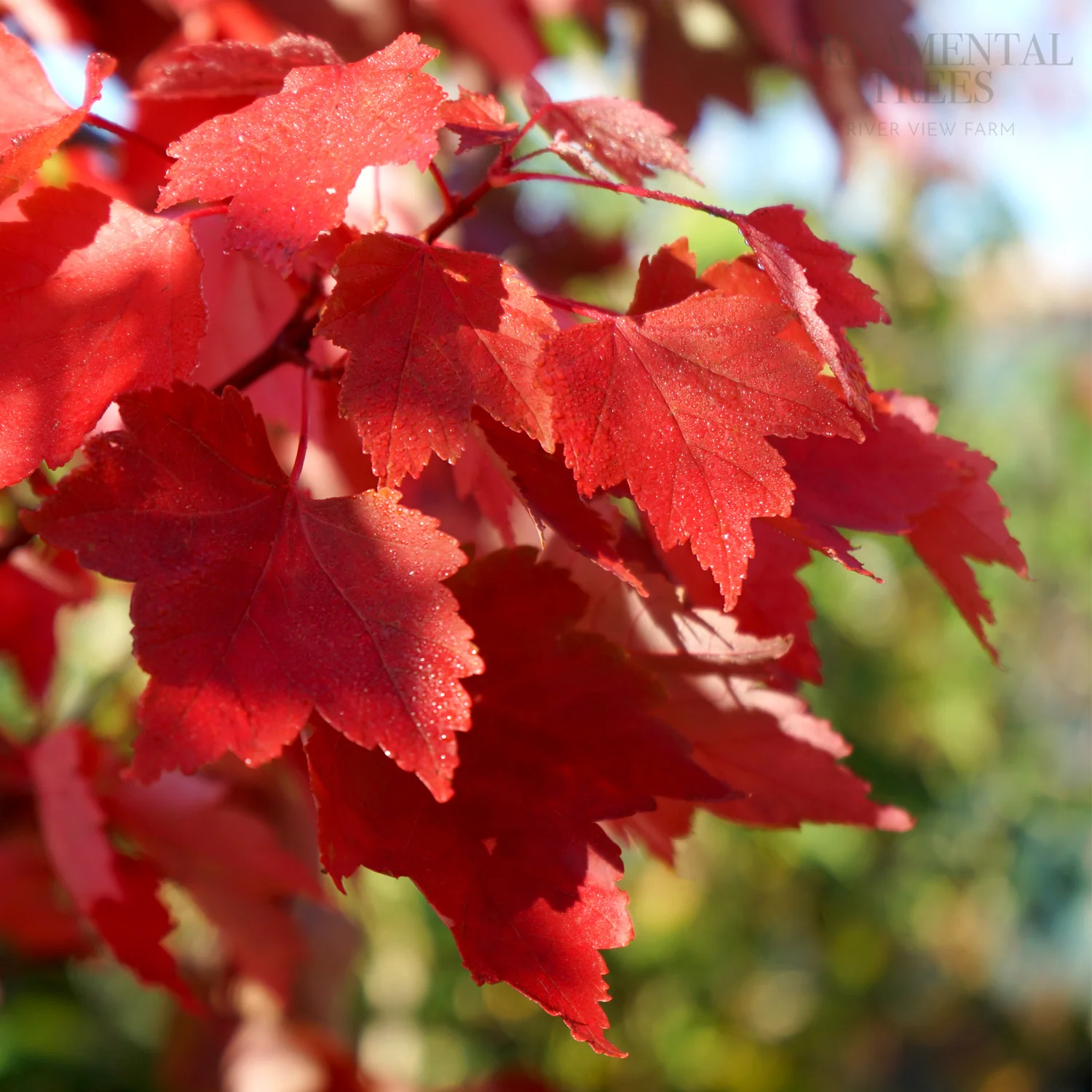 Acer platanoides 'Royal Red' Tree