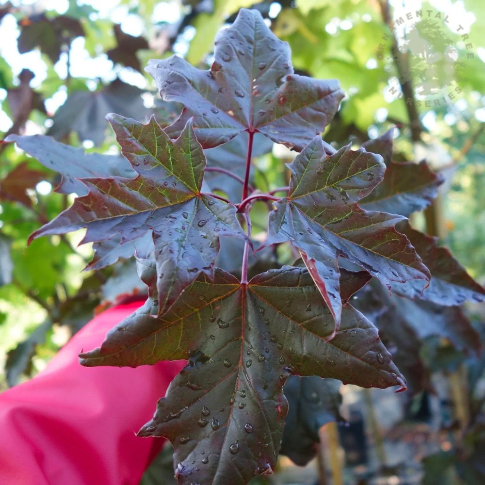Acer platanoides 'Royal Red' Tree - Image 2