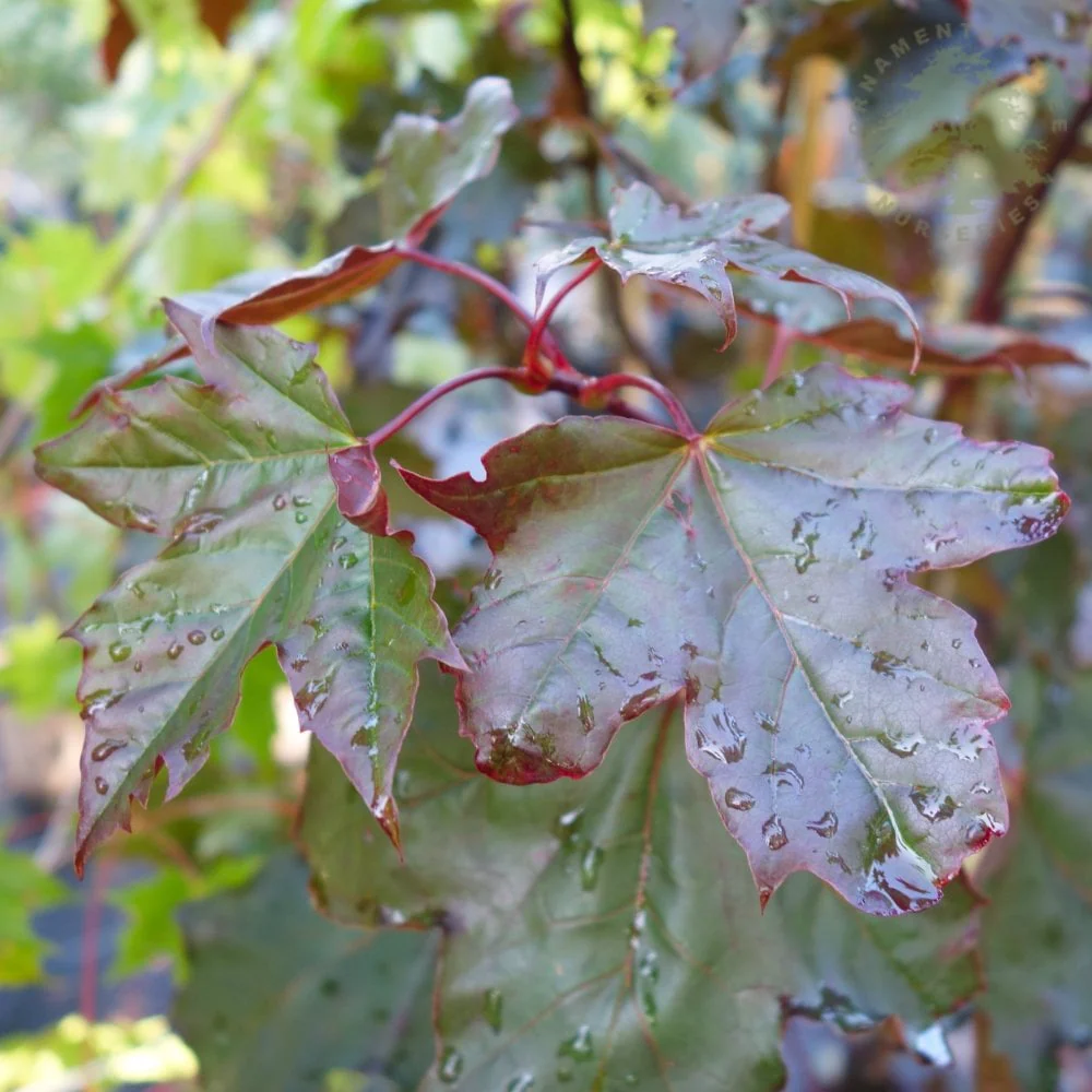 Acer platanoides 'Royal Red' Tree - Image 3