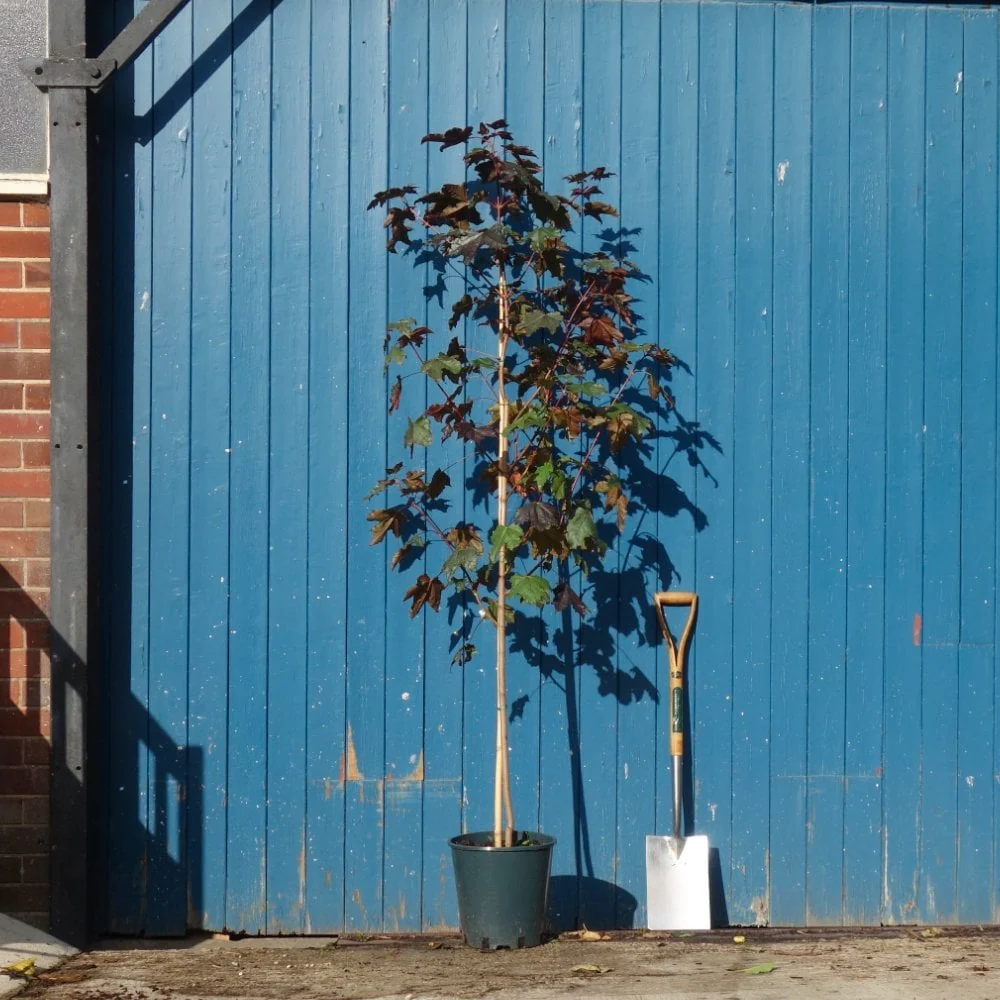 Acer platanoides 'Royal Red' Tree - Image 4