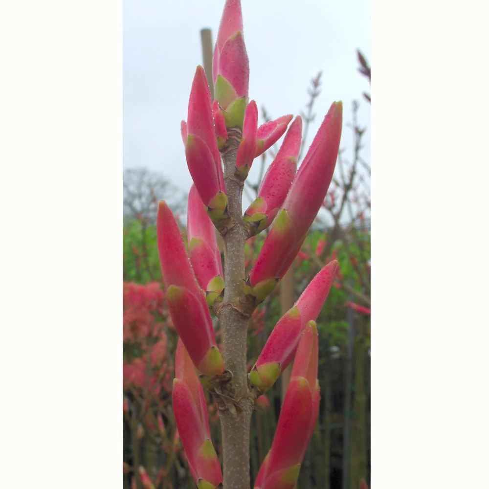 Acer pseudoplatanus 'Prinz Handjery' Tree - Image 3