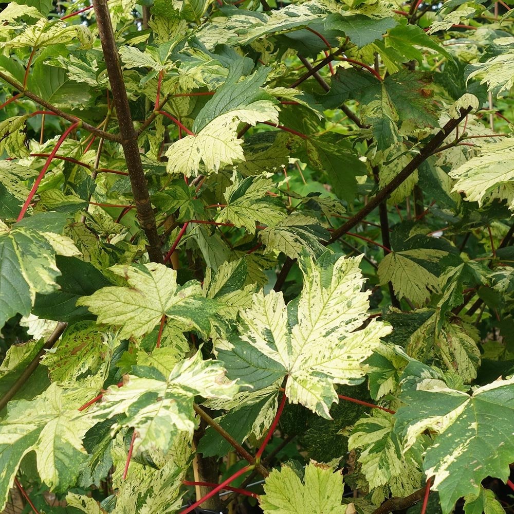 Acer pseudoplatanus 'Simon-louis Freres' Tree