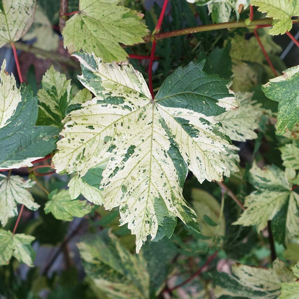 Acer pseudoplatanus 'Simon-louis Freres' Tree - Image 2