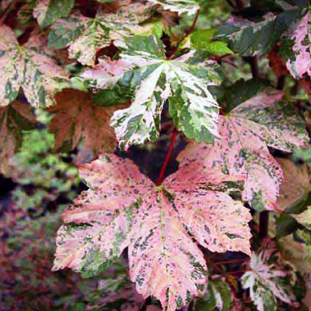 Acer pseudoplatanus 'Simon-louis Freres' Tree - Image 3