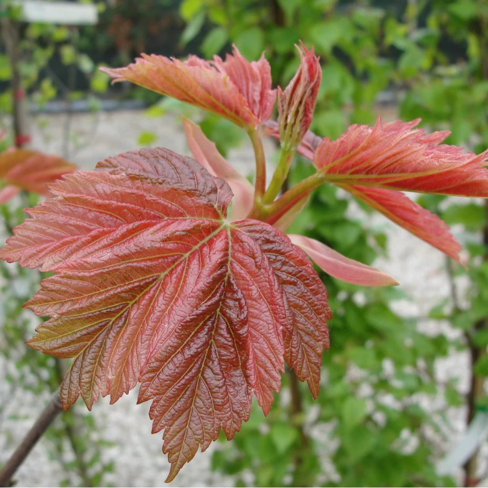 Acer pseudoplatanus 'Simon-louis Freres' Tree - Image 4