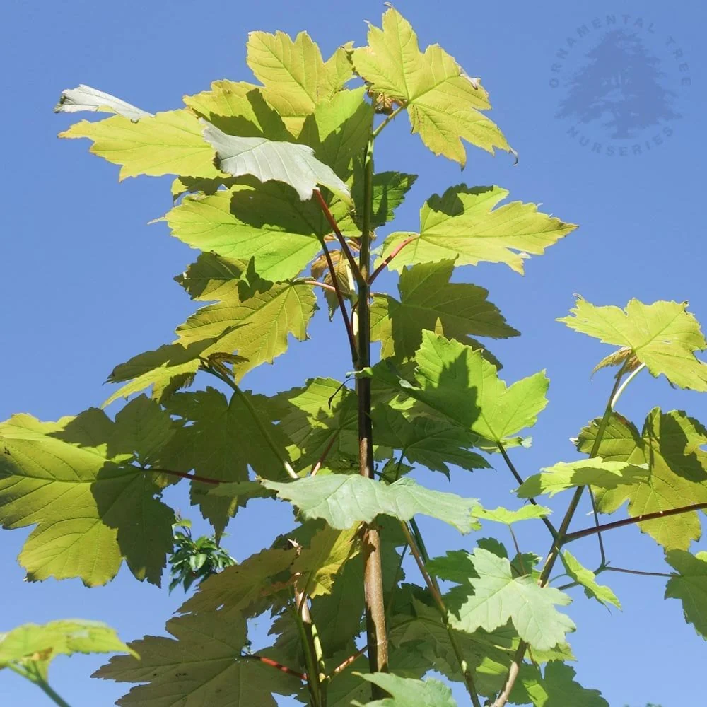 Acer pseudoplatanus Tree