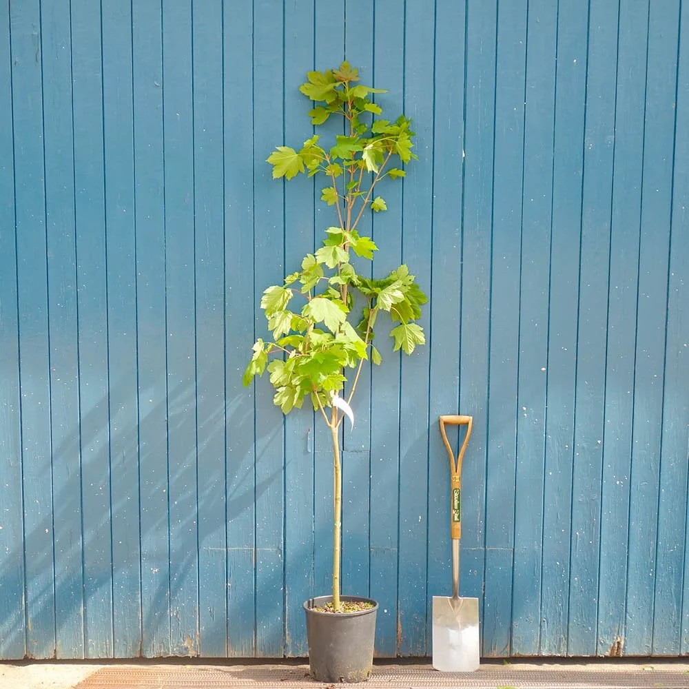 Acer pseudoplatanus Tree - Image 2