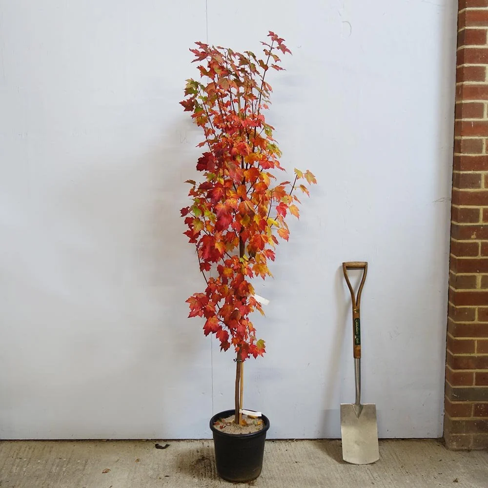 Acer rubrum 'Brandywine' Tree - Image 3