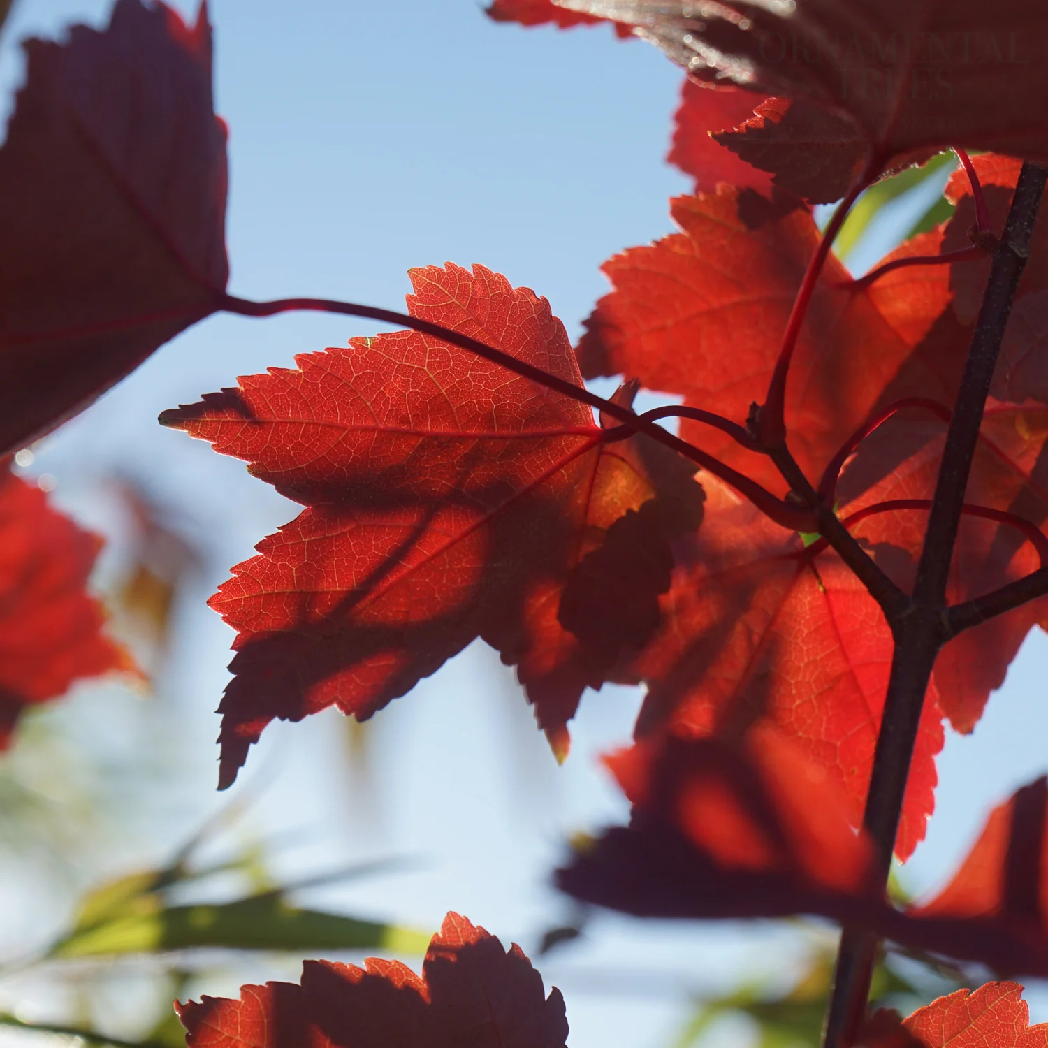 Acer rubrum 'Fairview Flame' Tree - Image 3