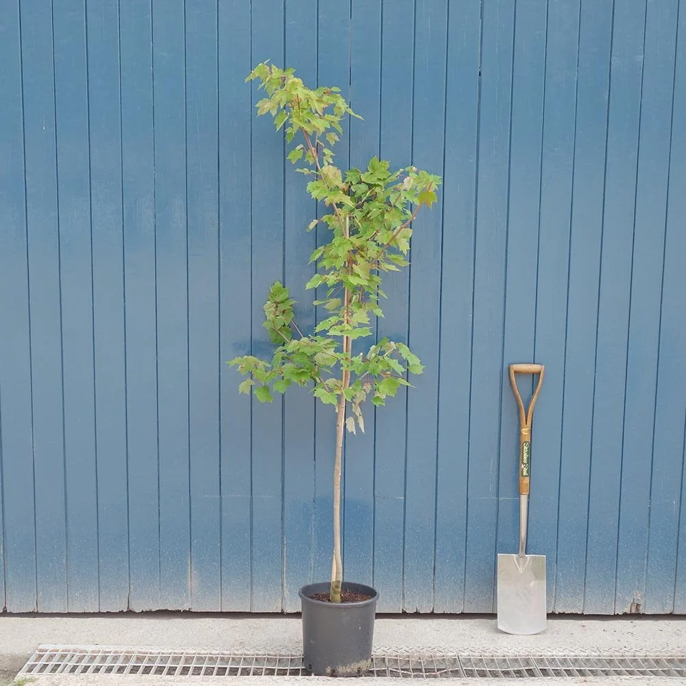Acer rubrum 'Fairview Flame' Tree - Image 4