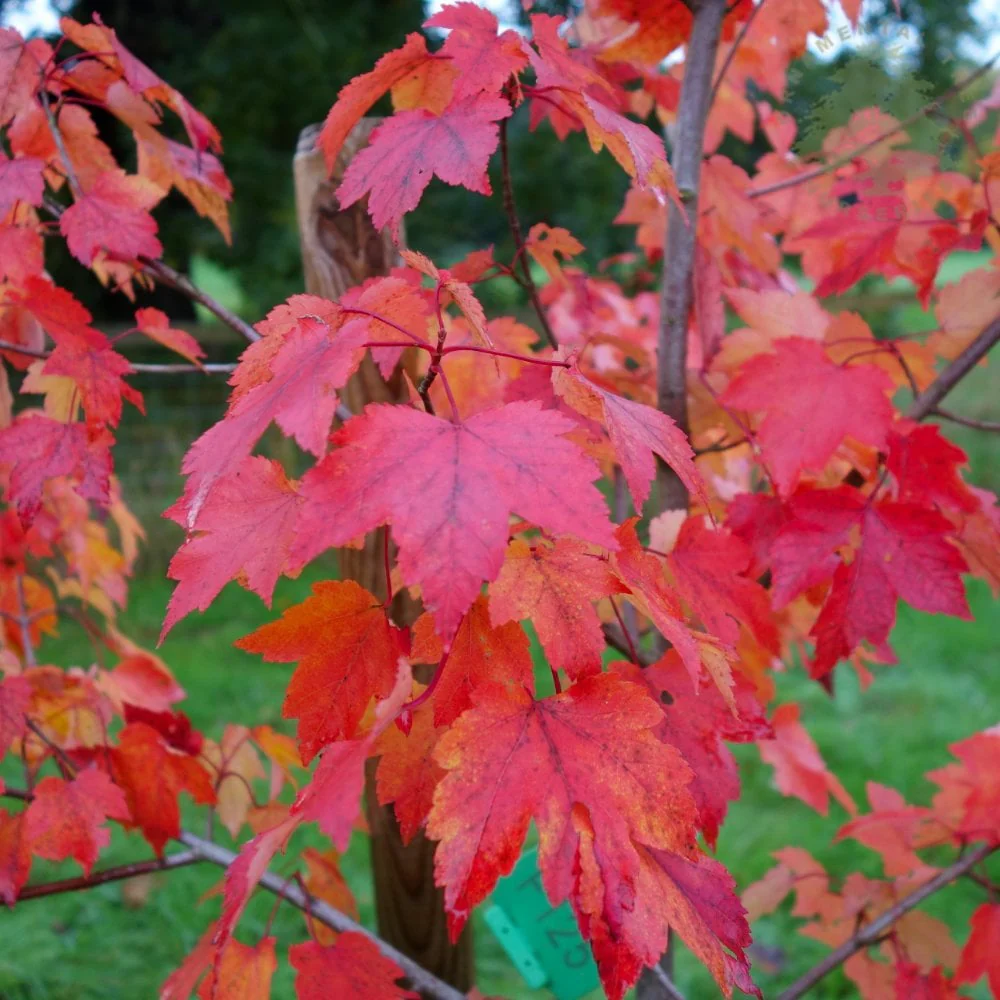 Acer rubrum 'October Glory' Tree - Image 3